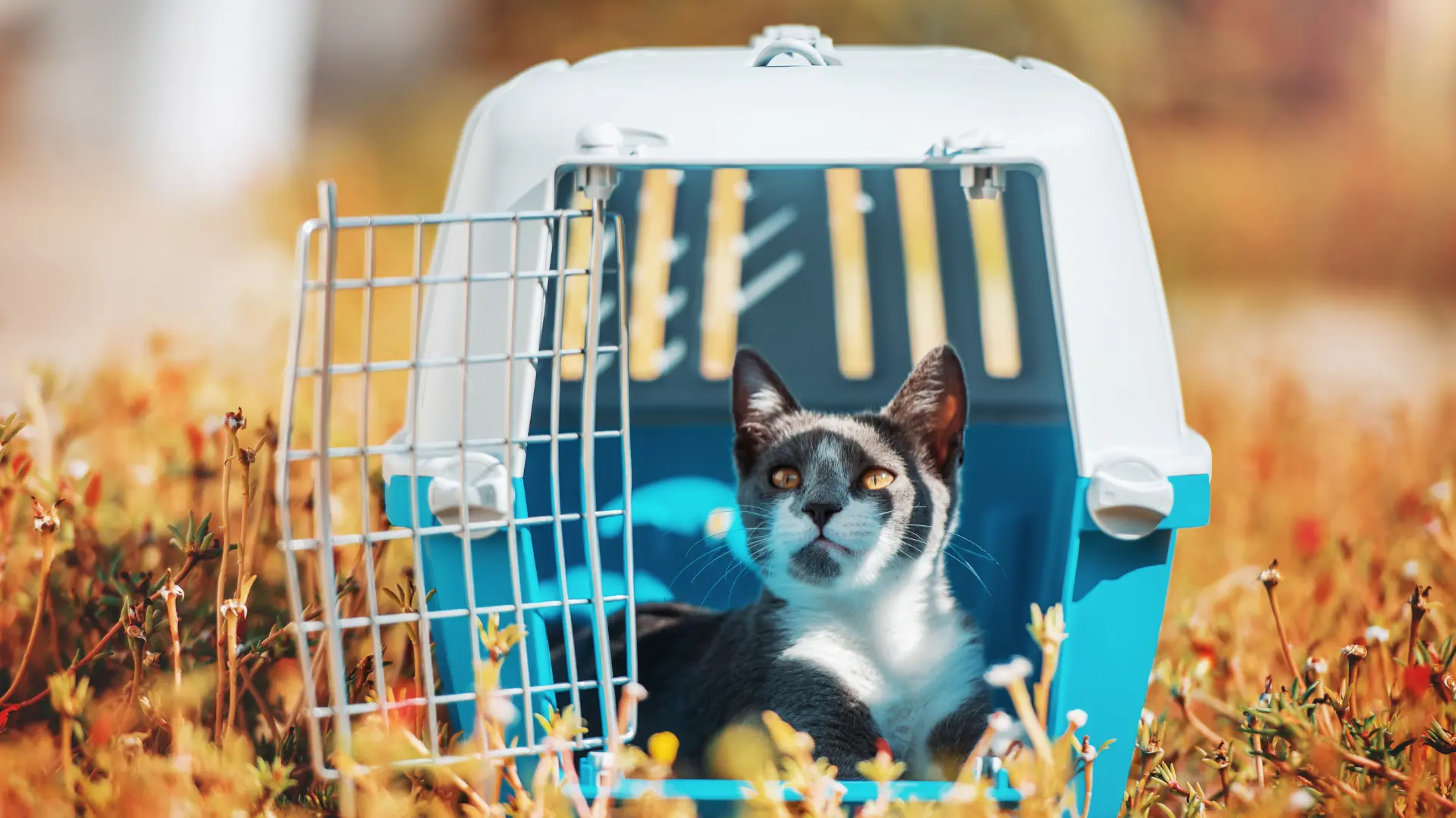 Cage de transport pour chat : Tout ce qu'il faut savoir